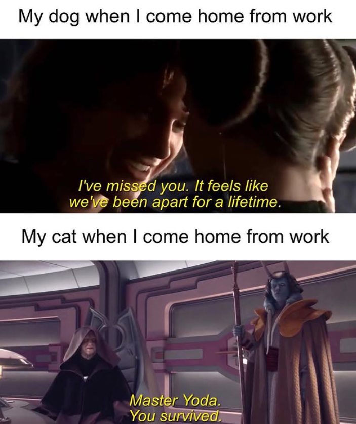My dog when I come home from work I've missed you. It feels like we've been apart for a lifetime. My cat when I come home from work Master Yoda. You survived.