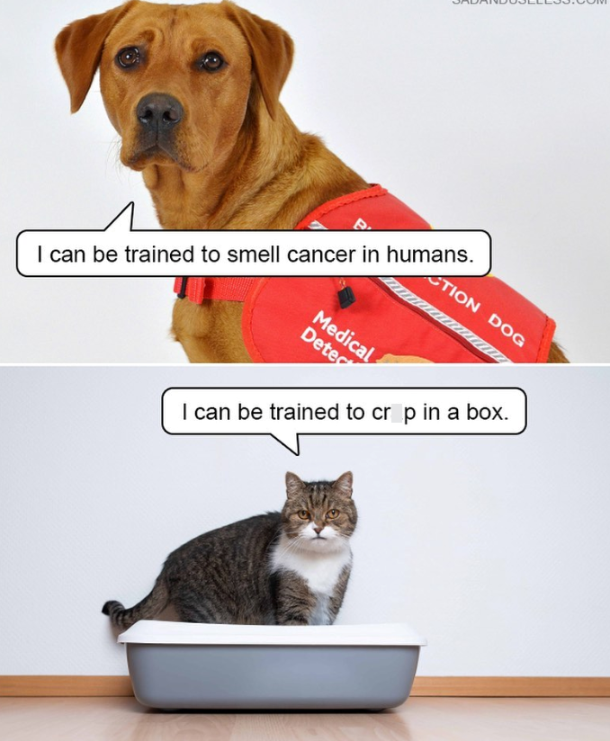 CTION DOG I can be trained to smell cancer in humans. Medical Detec I can be trained to crop in a box.