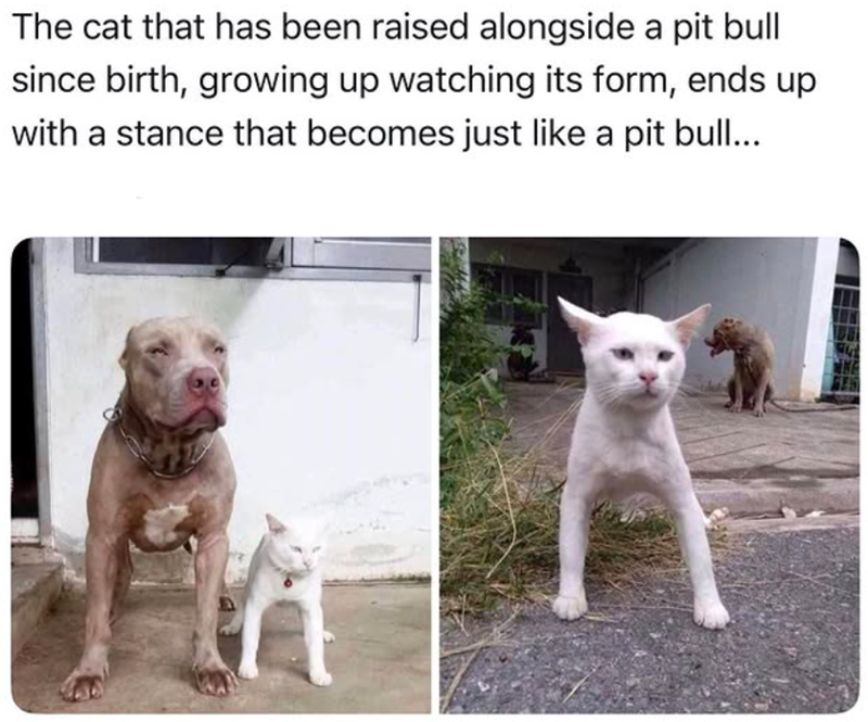 The cat that has been raised alongside a pit bull since birth, growing up watching its form, ends up with a stance that becomes just like a pit bull...
