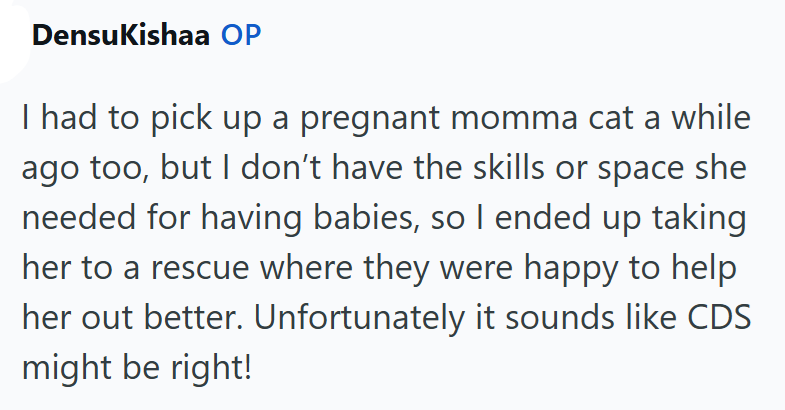 DensuKishaa OP I had to pick up a pregnant momma cat a while ago too, but I don't have the skills or space she needed for having babies, so I ended up taking her to a rescue where they were happy to help her out better. Unfortunately it sounds like CDS might be right!