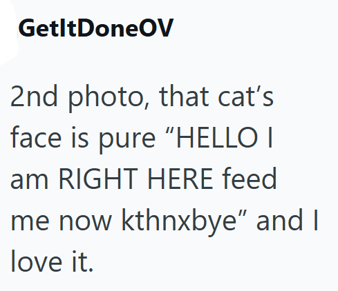 GetltDoneOV 2nd photo, that cat's face is pure "HELLO I am RIGHT HERE feed me now kthnxbye" and I love it.