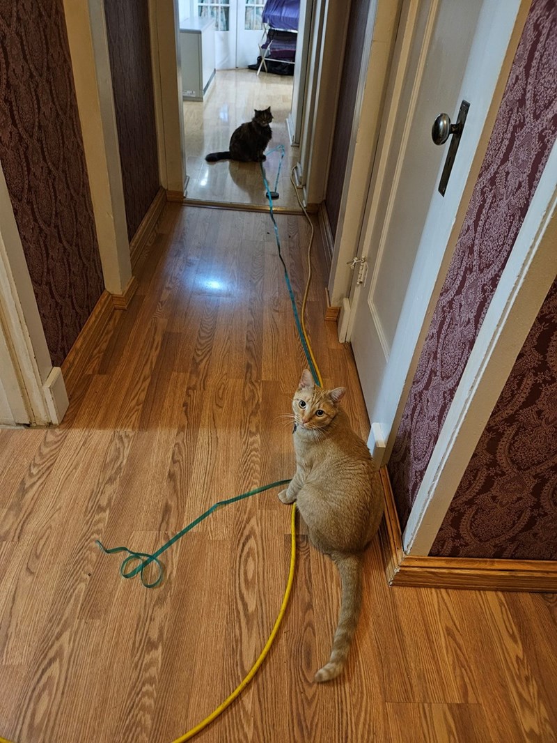 어