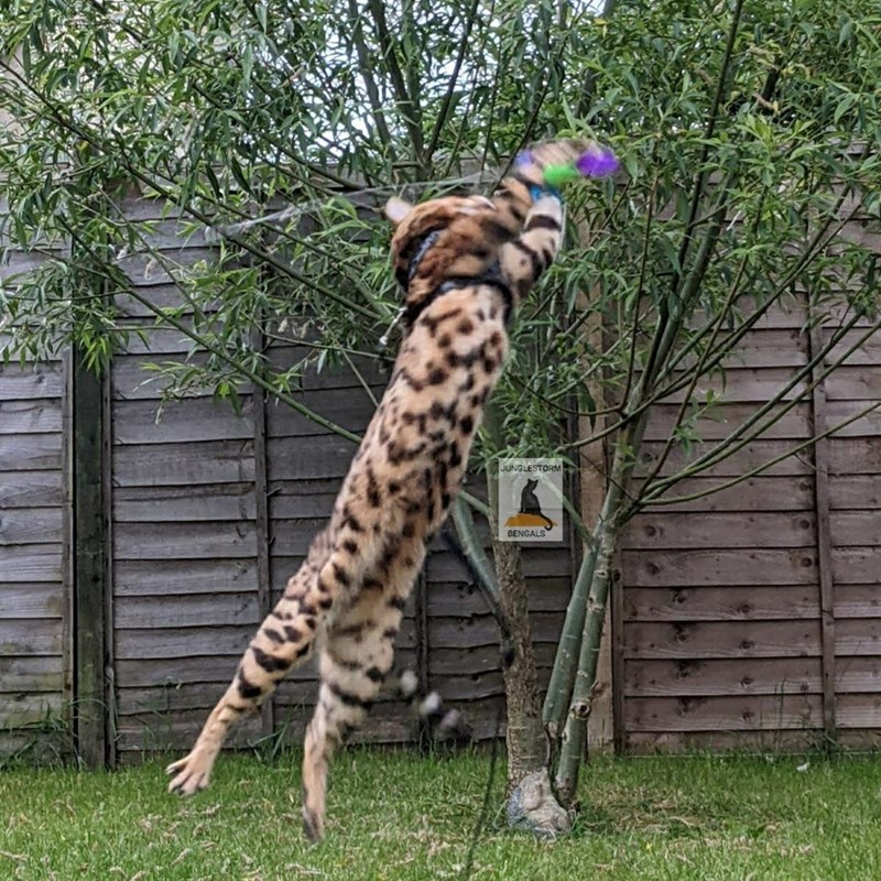 JUNGLESTORM BENGALS