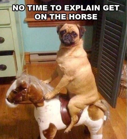 NO TIME TO EXPLAIN GET ON THE HORSE