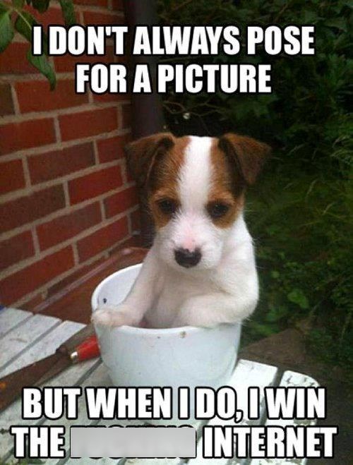 I DON'T ALWAYS POSE FOR A PICTURE BUT WHEN I DO, I WIN THE INTERNET