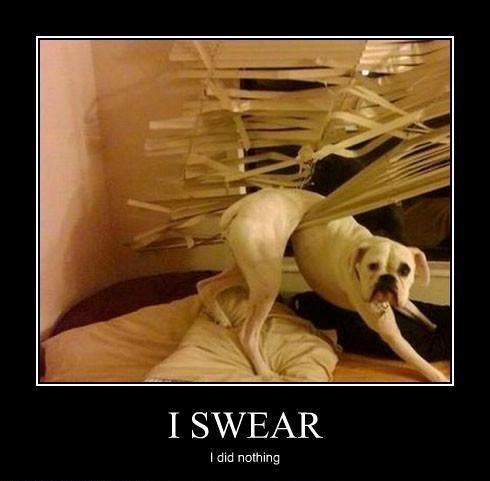 I SWEAR I did nothing