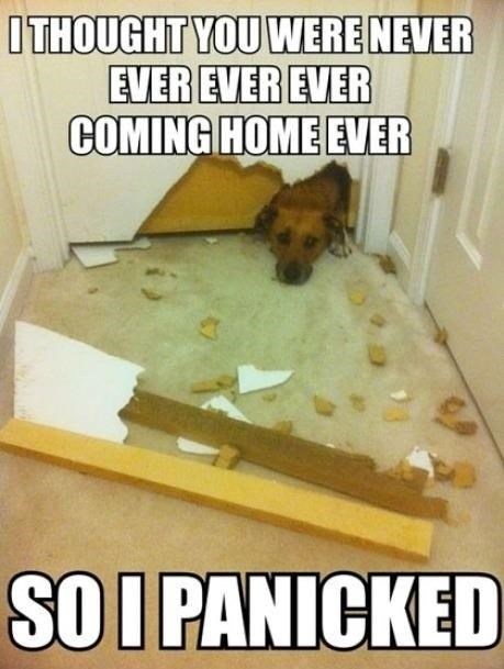 I THOUGHT YOU WERE NEVER EVER EVER EVER COMING HOME EVER SO I PANICKED