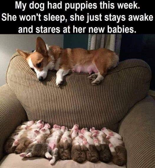 My dog had puppies this week. She won't sleep, she just stays awake and stares at her new babies.