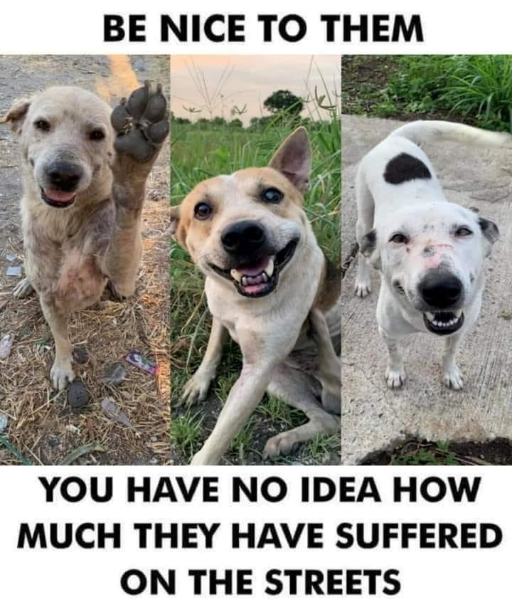 BE NICE TO THEM YOU HAVE NO IDEA HOW MUCH THEY HAVE SUFFERED ON THE STREETS