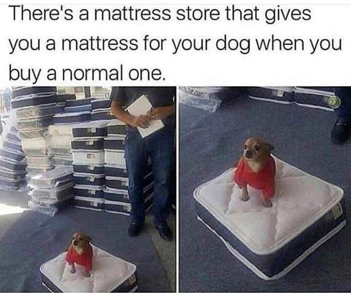 There's a mattress store that gives you a mattress for your dog when you buy a normal one.