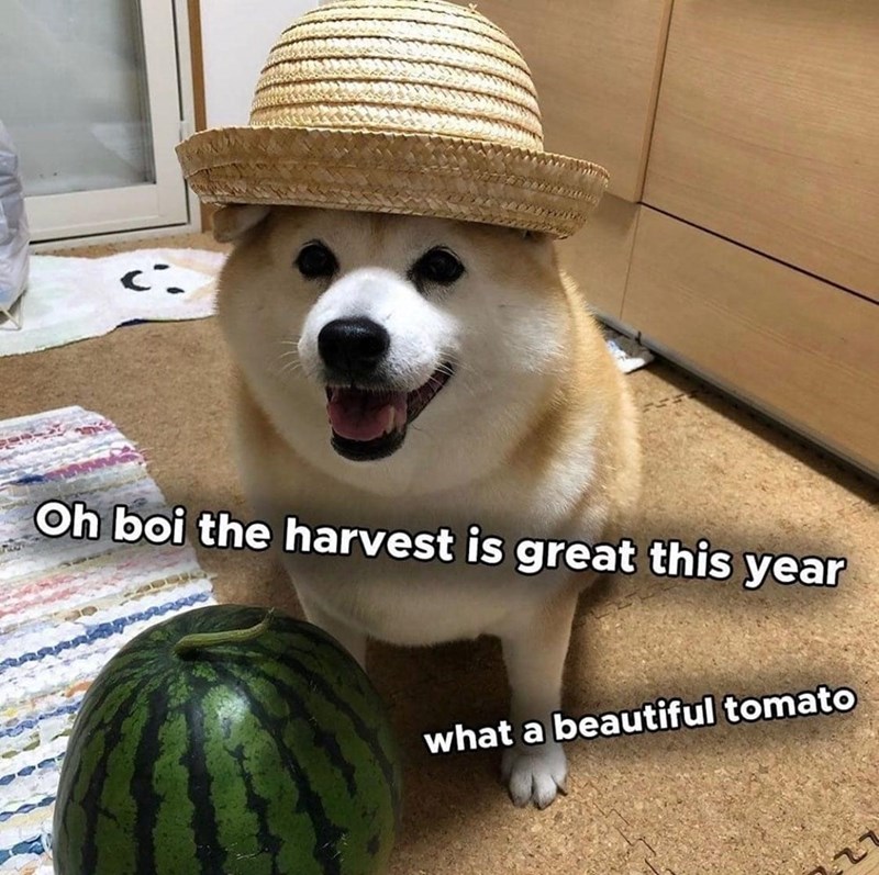 Ci Oh boi the harvest is great this year what a beautiful tomato