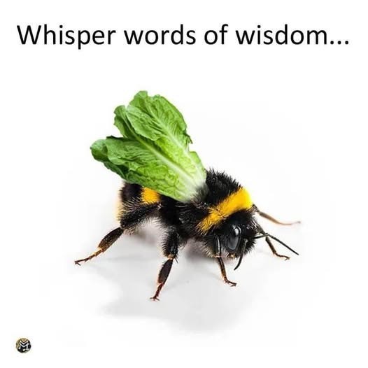 Whisper words of wisdom...