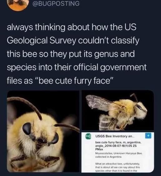 @BUGPOSTING always thinking about how the US Geological Survey couldn't classify this bee so they put its genus and species into their official government files as "bee cute furry face" USGS Bee Inventory an... bee cute furry face, m, argentina, angle 2014-08-07-18.11.05 ZS PMax Mourecoteles, Unknown Hairyeye Bee, collected in Argentina What an attractive bee, unfortunately. that is about all we can say about this species other than it is found in the