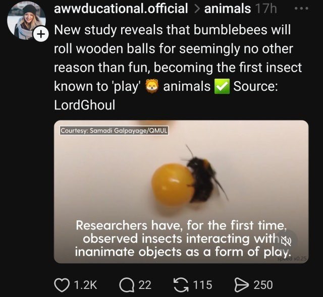 awwducational.official > animals 17h New study reveals that bumblebees will roll wooden balls for seemingly no other reason than fun, becoming the first insect known to 'play' animals Source: LordGhoul Courtesy: Samadi Galpayage/QMUL Researchers have, for the first time, observed insects interacting with inanimate objects as a form of play. 1.2K 22115 > 250 x0.25