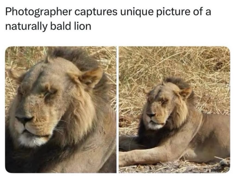 Photographer captures unique picture of a naturally bald lion