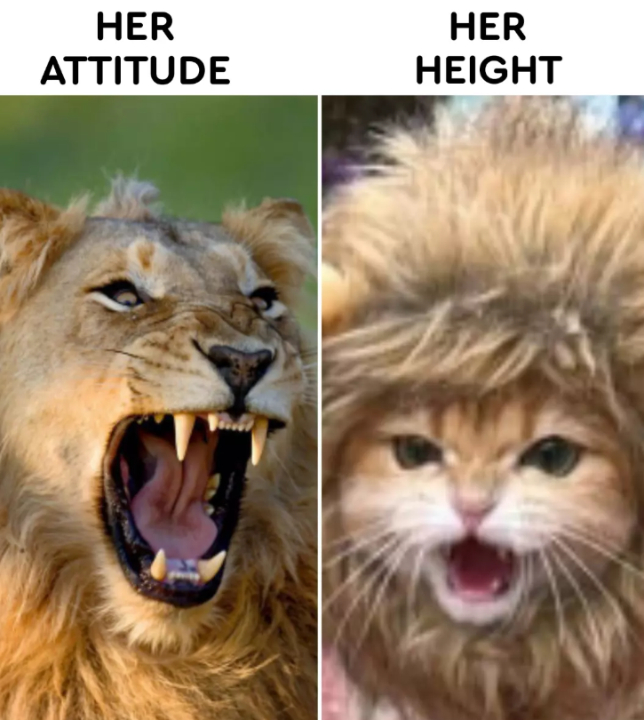 HER ATTITUDE HER HEIGHT