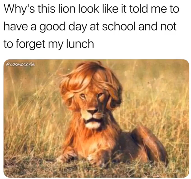 Why's this lion look like it told me to have a good day at school and not to forget my lunch @cosmoskyle