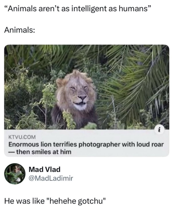 "Animals aren't as intelligent as humans" Animals: KTVU.COM Enormous lion terrifies photographer with loud roar ―then smiles at him Mad Vlad @MadLadimir He was like "hehehe gotchu"