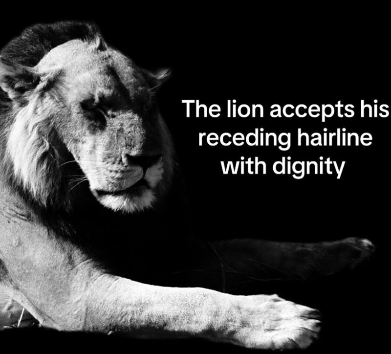 The lion accepts his receding hairline with dignity