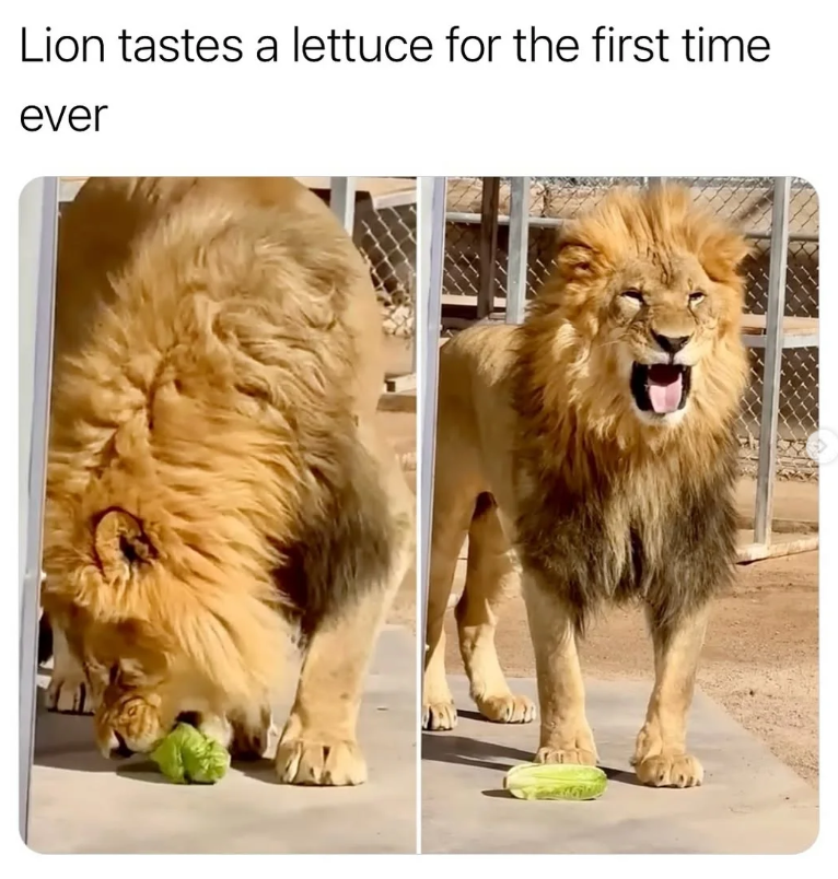Lion tastes a lettuce for the first time ever