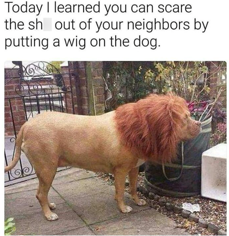 Today I learned you can scare the shit out of your neighbors by putting a wig on the dog.