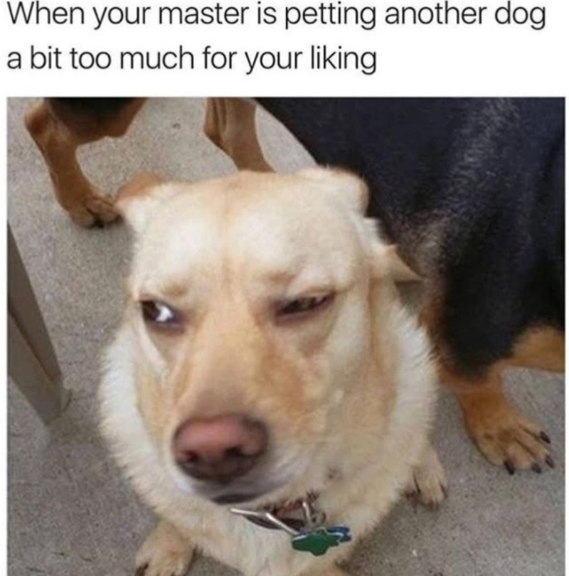 When your master is petting another dog a bit too much for your liking