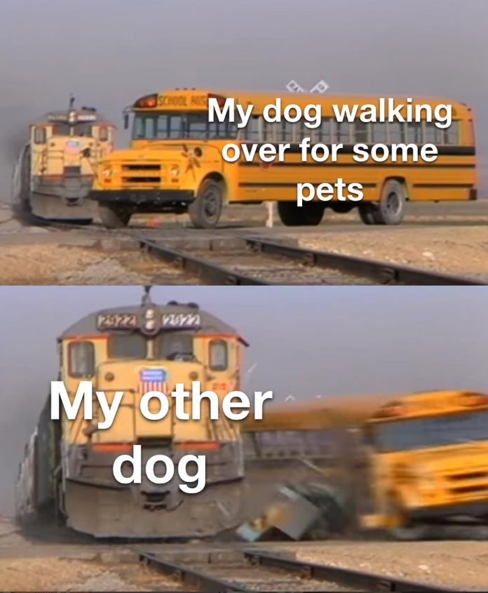 SCHOOL HIS 28 My dog walking over for some pets 292212822 My other dog