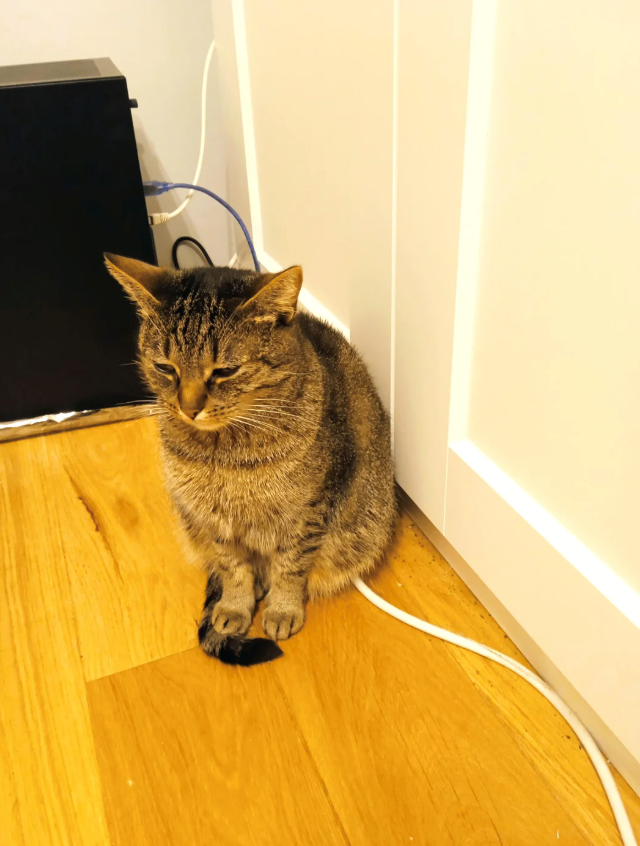 Cheezburger Image 10636616192