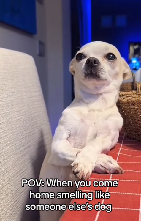 POV: When you come home smelling like someone else's dog