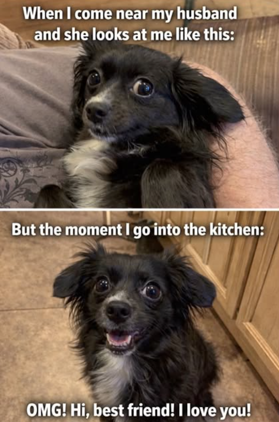 When I come near my husband and she looks at me like this: But the moment I go into the kitchen: OMG! Hi, best friend! I love you!