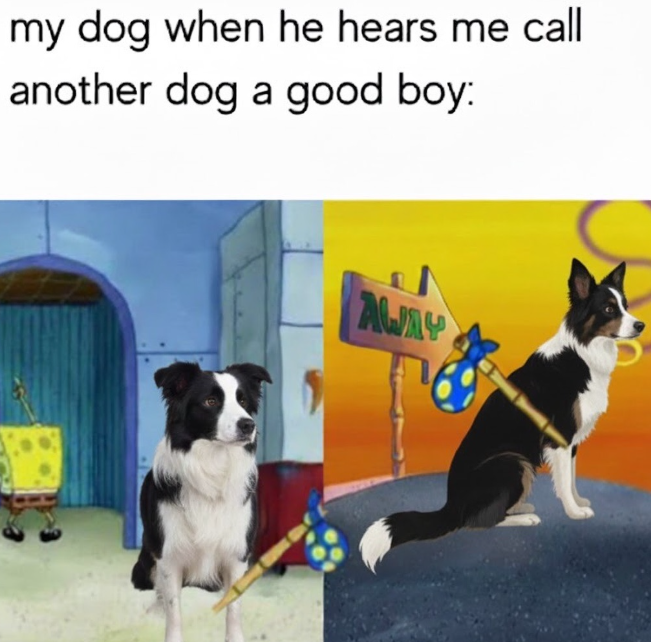 my dog when he hears me call another dog a good boy: AWAY