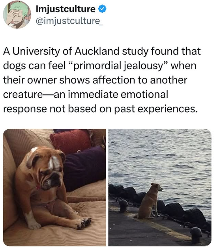 Imjustculture ❤ @imjustculture_ A University of Auckland study found that dogs can feel "primordial jealousy" when their owner shows affection to another creature an immediate emotional response not based on past experiences.