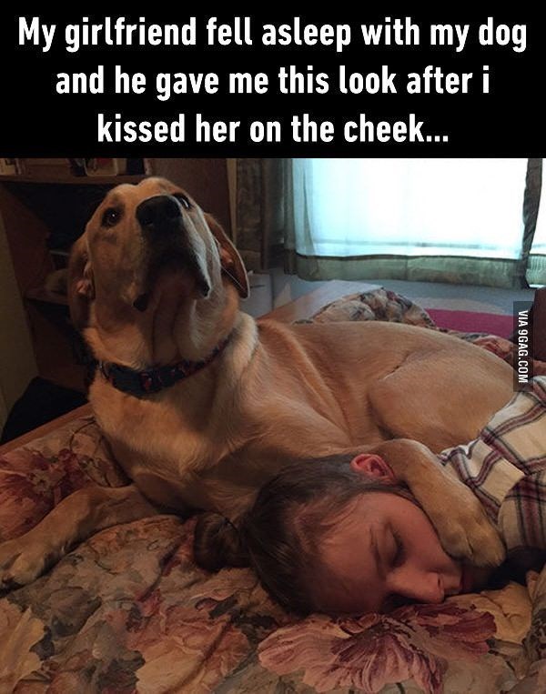 My girlfriend fell asleep with my dog and he gave me this look after i kissed her on the cheek... VIA 9GAG.COM