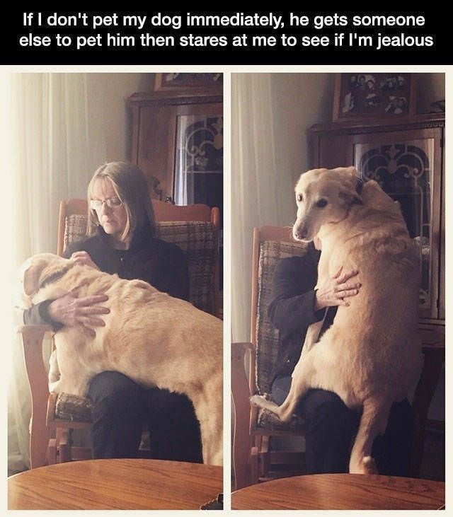If I don't pet my dog immediately, he gets someone else to pet him then stares at me to see if I'm jealous