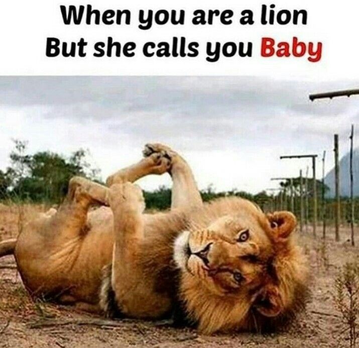 When you are a lion But she calls you Baby