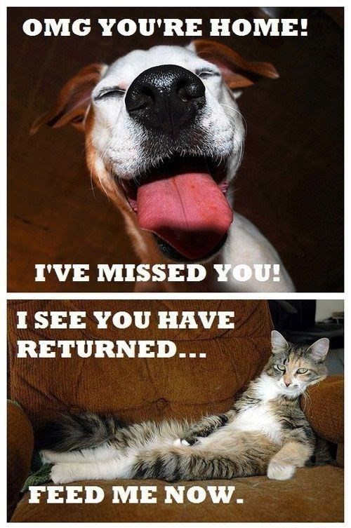 OMG YOU'RE HOME! I'VE MISSED YOU! I SEE YOU HAVE RETURNED... FEED ME NOW.
