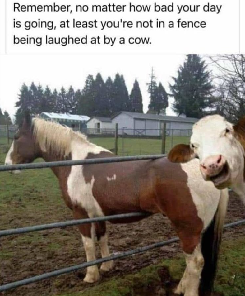 Remember, no matter how bad your day is going, at least you're not in a fence being laughed at by a cow.