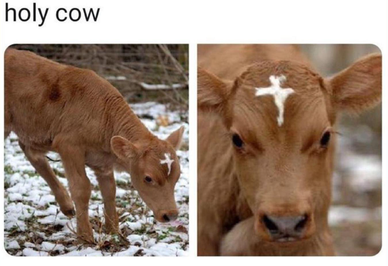 holy cow