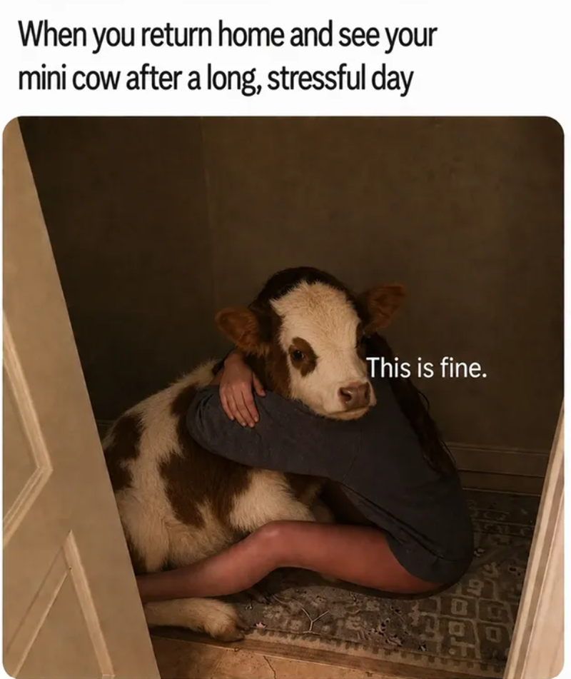 When you return home and see your mini cow after a long, stressful day This is fine.