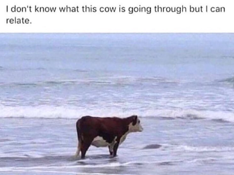 I don't know what this cow is going through but I can relate.
