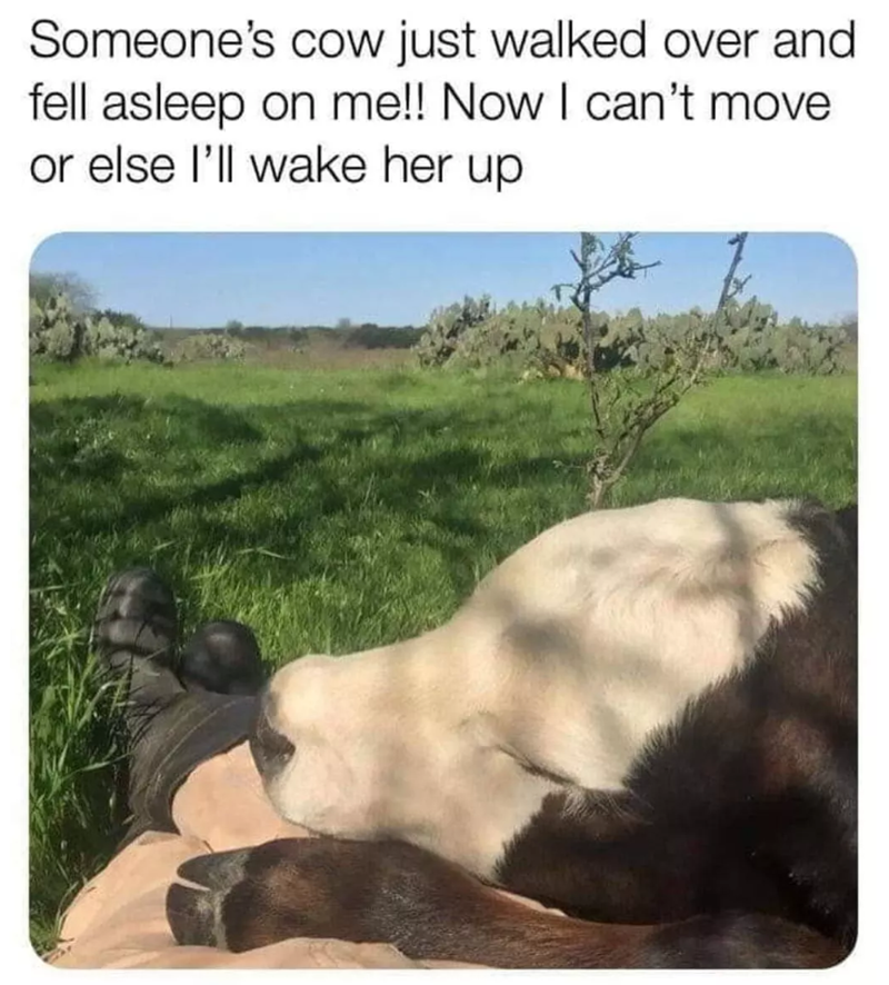 Someone's cow just walked over and fell asleep on me!! Now I can't move or else I'll wake her up