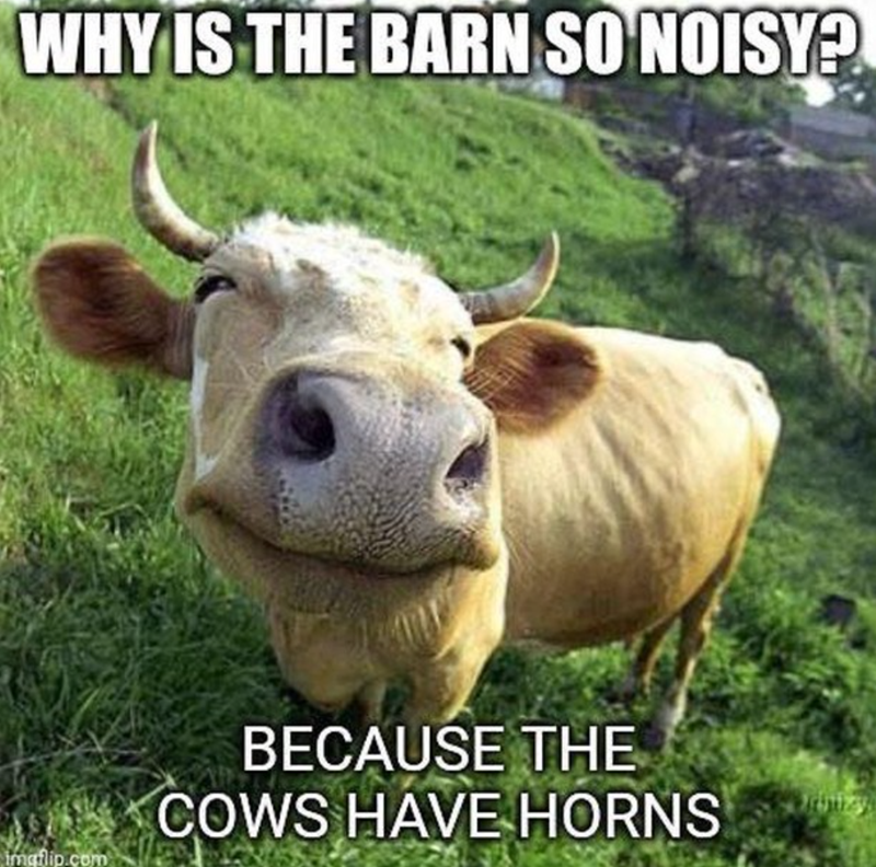 WHY IS THE BARN SO NOISY?! imgflip.com BECAUSE THE COWS HAVE HORNS Jrbizy