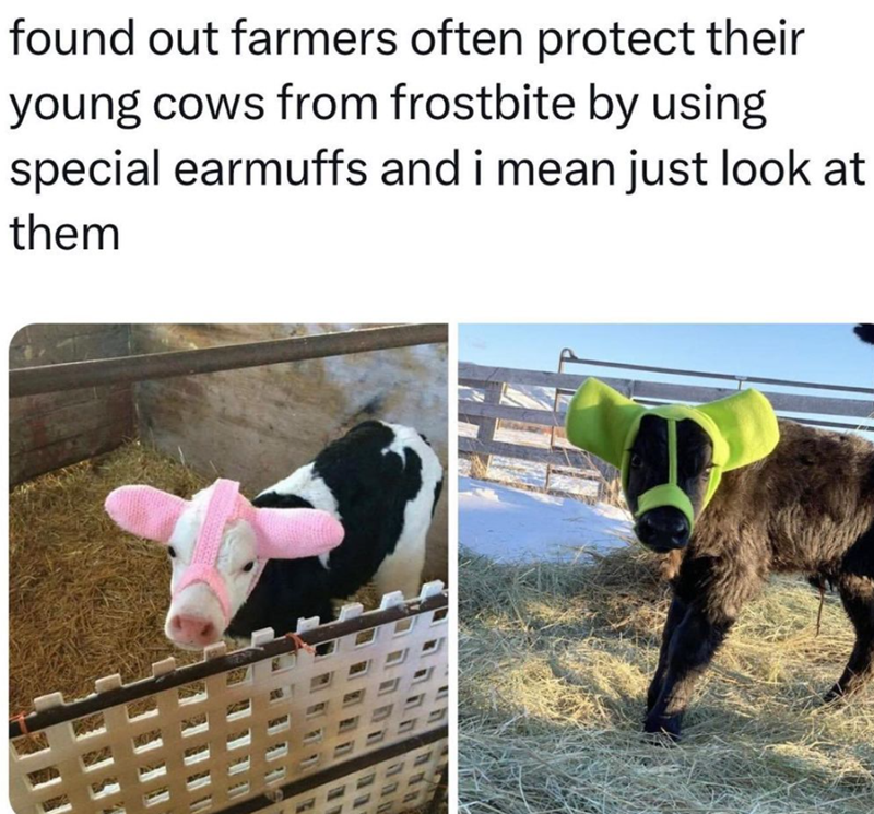 found out farmers often protect their young cows from frostbite by using special earmuffs and i mean just look at them