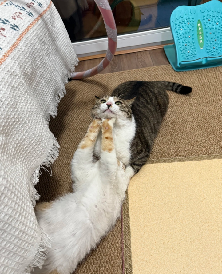 健身拉筋板 O O