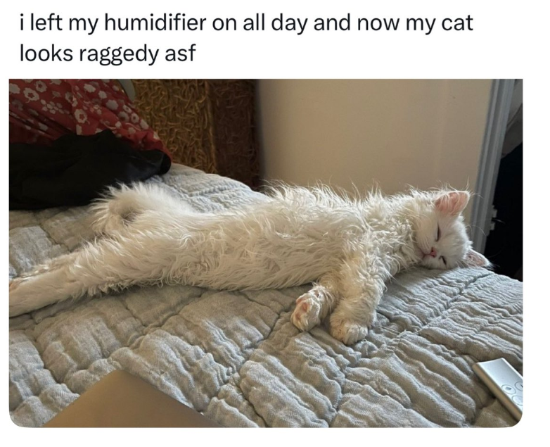 i left my humidifier on all day and now my cat looks raggedy asf