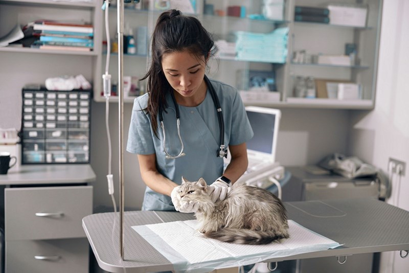 A representation of a vet office employee taking care of a cat during her shift.