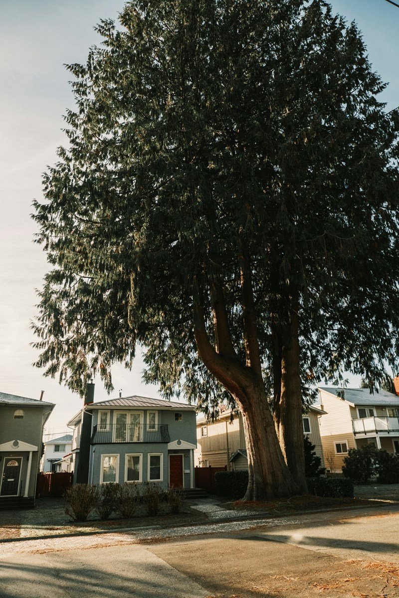 Houses with a massive tree outside, providing shade, before a neighbor cuts them down, in a representative photo.