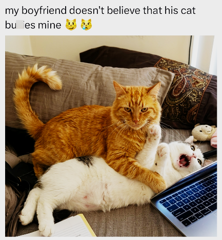 my boyfriend doesn't believe that his cat bu ies mine