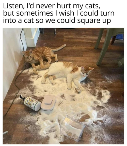 Listen, I'd never hurt my cats, but sometimes I wish I could turn into a cat so we could square up