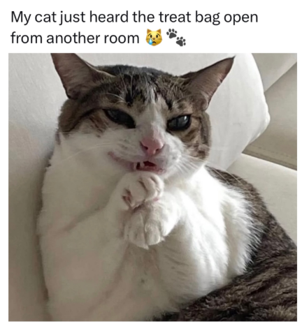 My cat just heard the treat bag open from another room